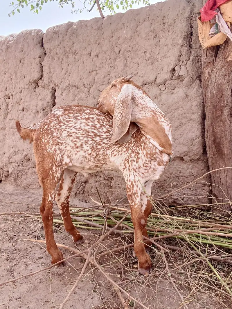 desi Bakra for Sale Mashallah 03490704921 — photo 2