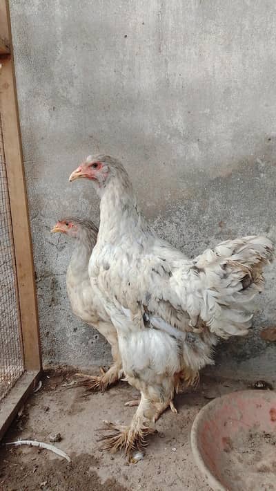 blue splash brahma