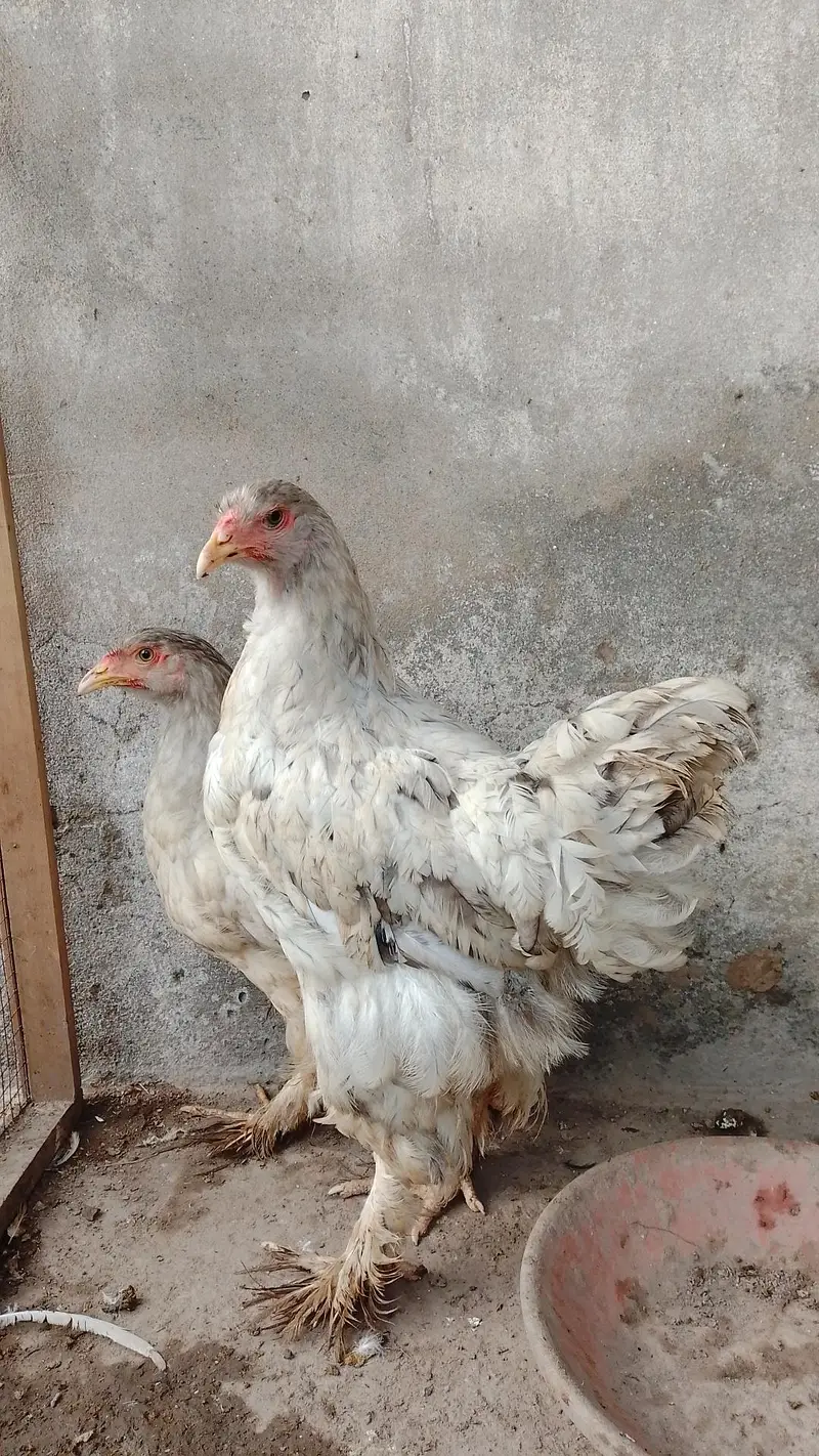 blue splash brahma — photo 2
