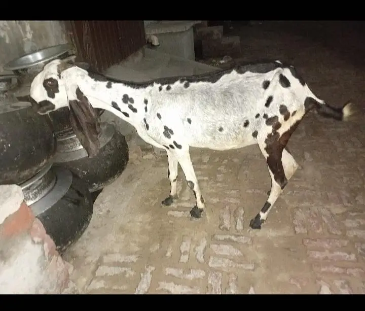 2 bakriya or 2 path for sale — photo 4