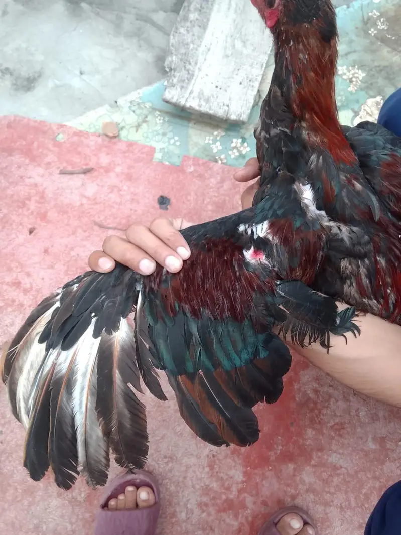 burmi| Thai| aseel| hen| cock| pair| setup 100% — photo 2