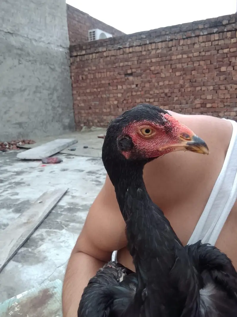 burmi| Thai| aseel| hen| cock| pair| setup 100% — photo 4