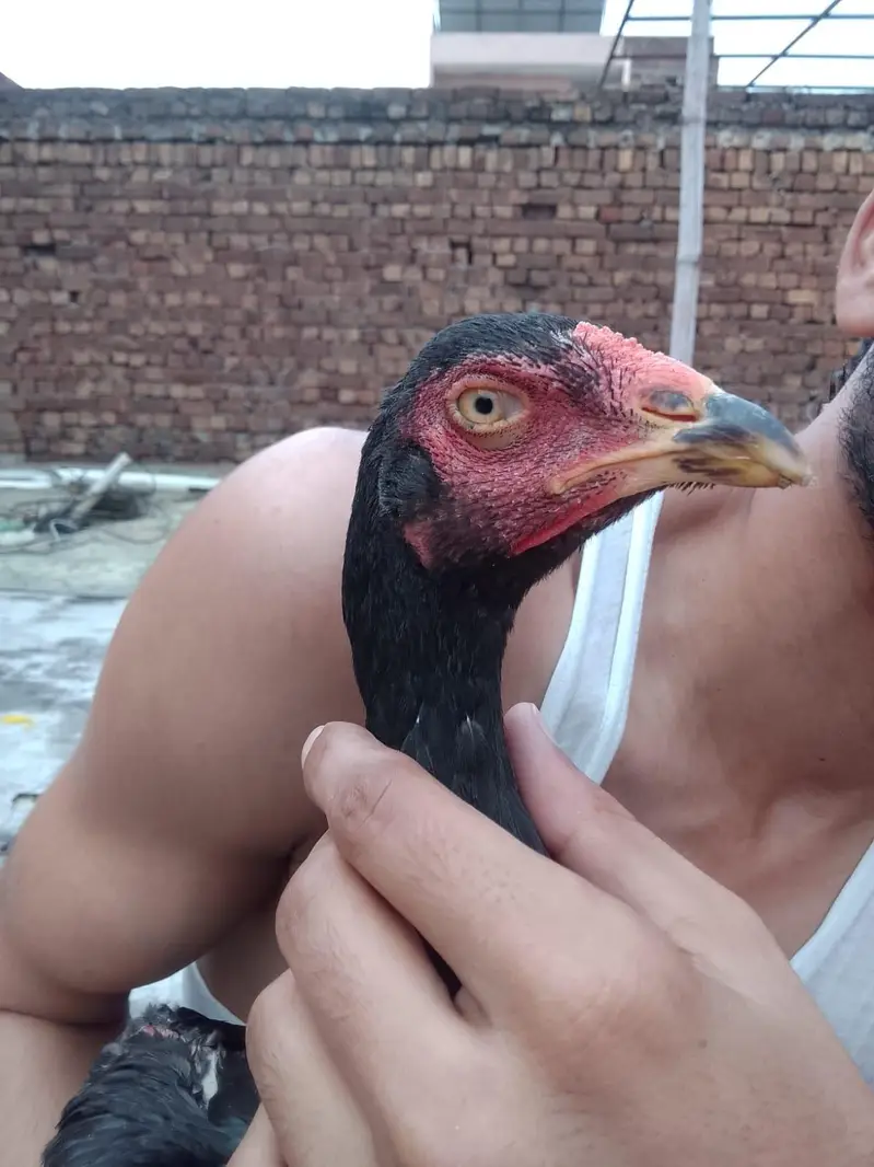 burmi| Thai| aseel| hen| cock| pair| setup 100% — photo 5