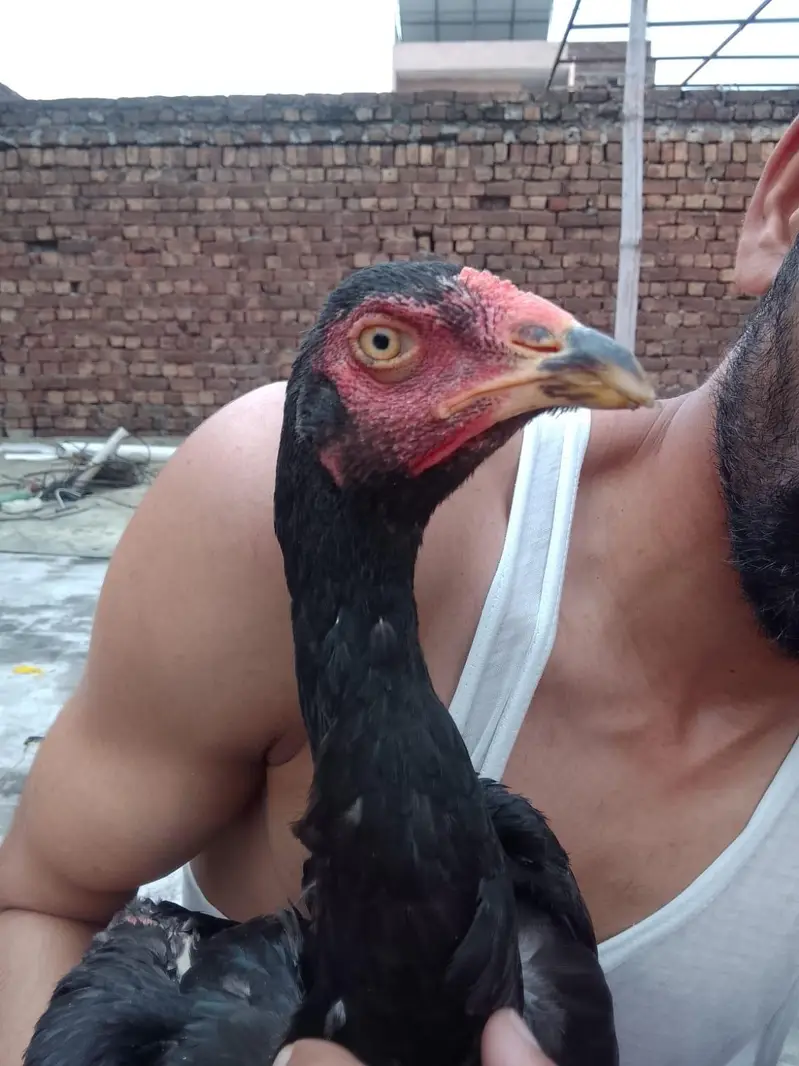 burmi| Thai| aseel| hen| cock| pair| setup 100% — photo 6