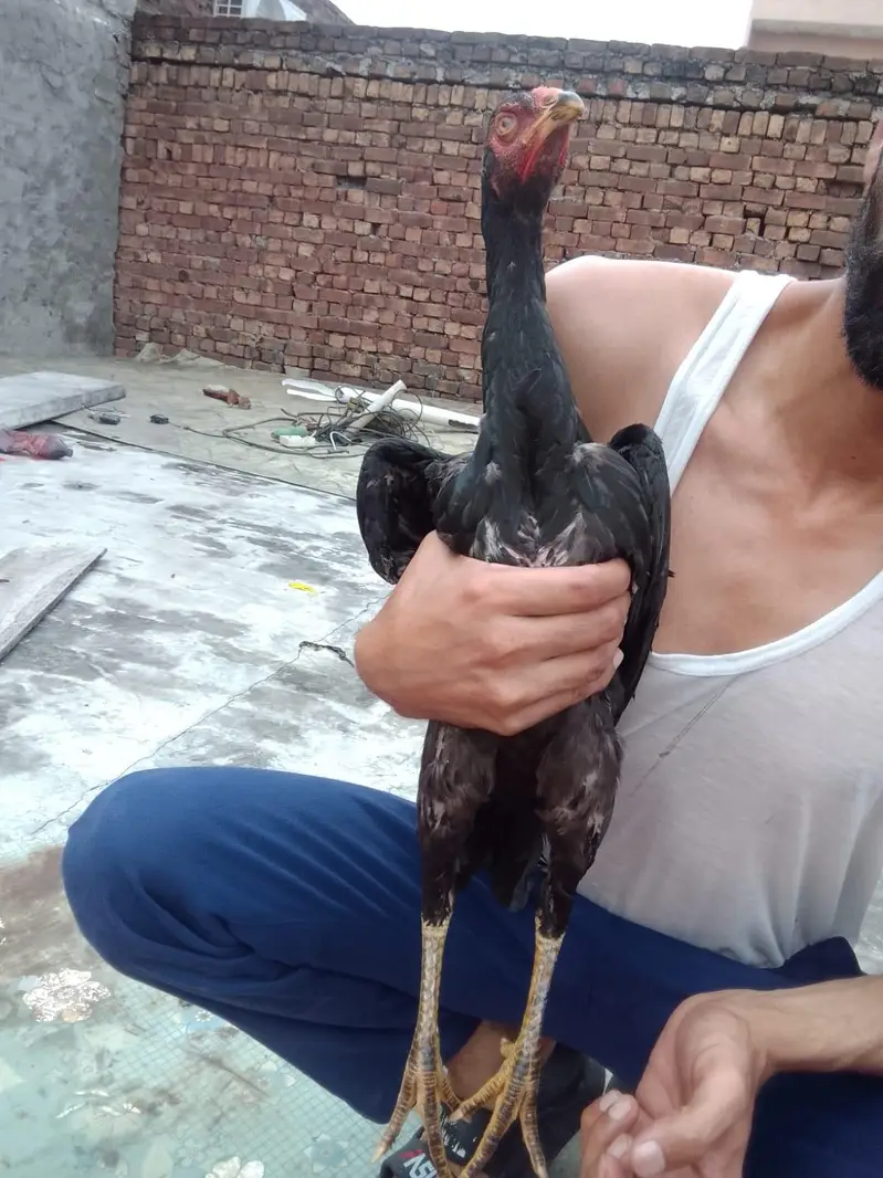 burmi| Thai| aseel| hen| cock| pair| setup 100% — photo 7