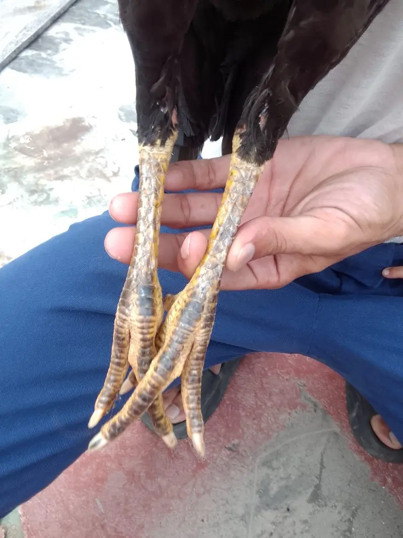 burmi| Thai| aseel| hen| cock| pair| setup 100% — photo 8