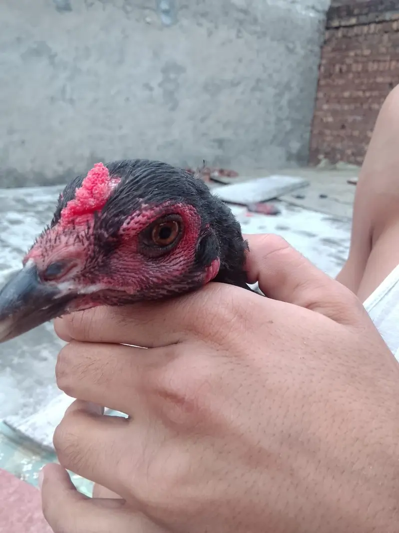 burmi| Thai| aseel| hen| cock| pair| setup 100% — photo 9
