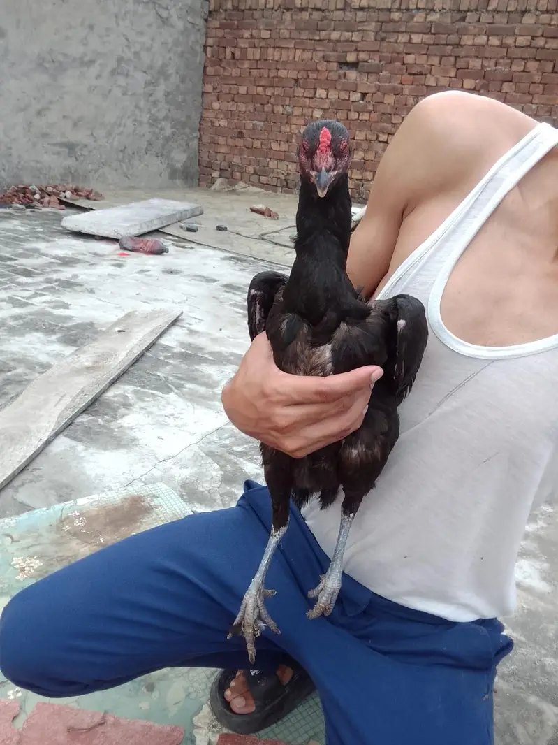 burmi| Thai| aseel| hen| cock| pair| setup 100% — photo 10