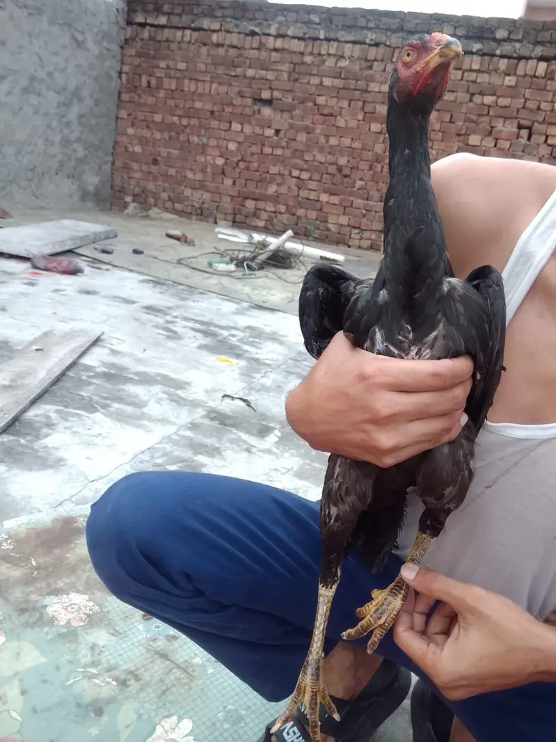 burmi| Thai| aseel| hen| cock| pair| setup 100% — photo 11