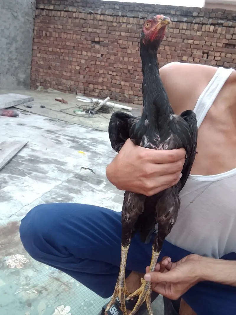 burmi| Thai| aseel| hen| cock| pair| setup 100% — photo 12