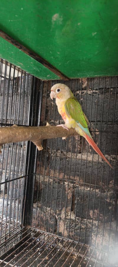pineapple conure confirm male 100 percent