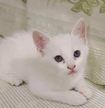 parsian double Coted kittens