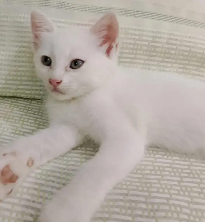 parsian double Coted kittens — photo 2