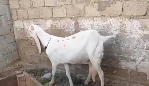 gulabi Bakri akri for Sale Mashallah Call  03490704921