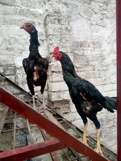 Title: 2 walaiti asheel pure Healthy Desi Murga Murghi Pair asheel