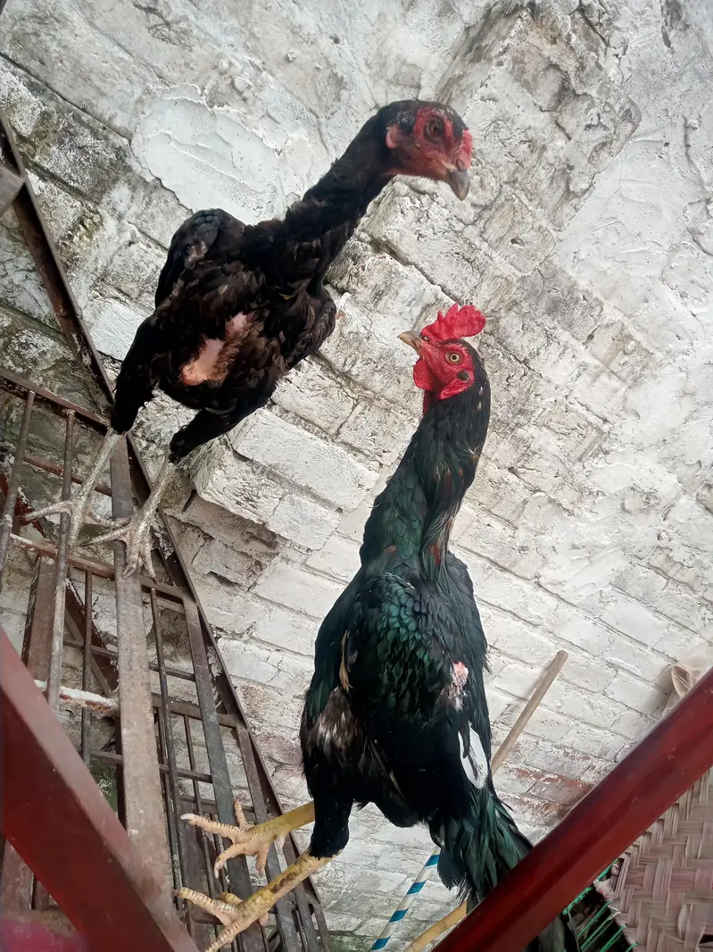 Title: 2 walaiti asheel pure Healthy Desi Murga Murghi Pair asheel — photo 3