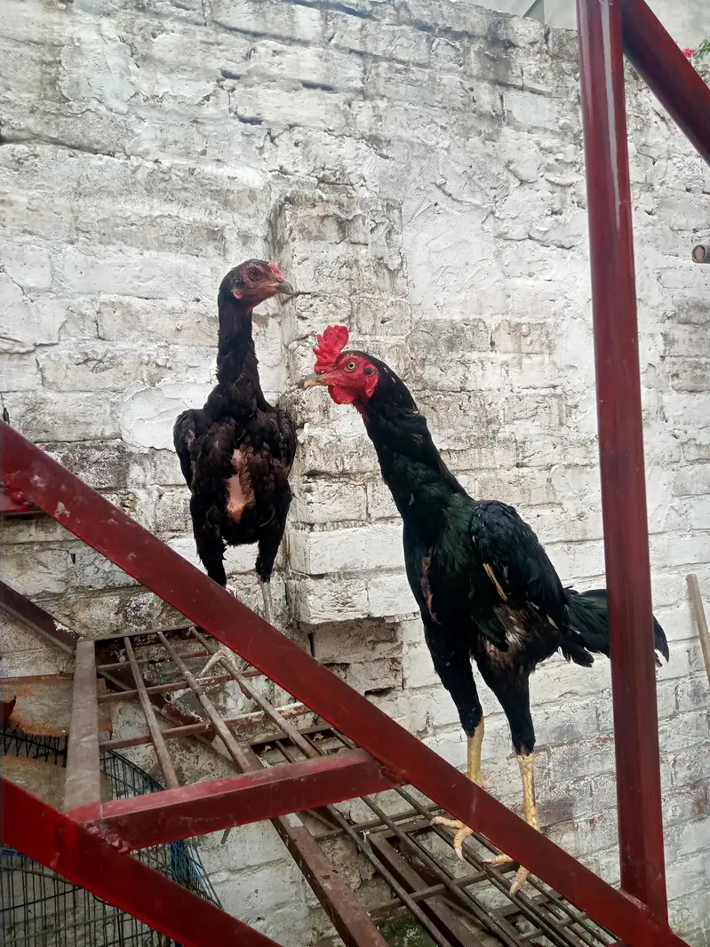 Title: 2 walaiti asheel pure Healthy Desi Murga Murghi Pair asheel — photo 4