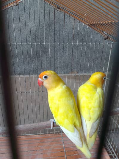 love birds lutino for sale active