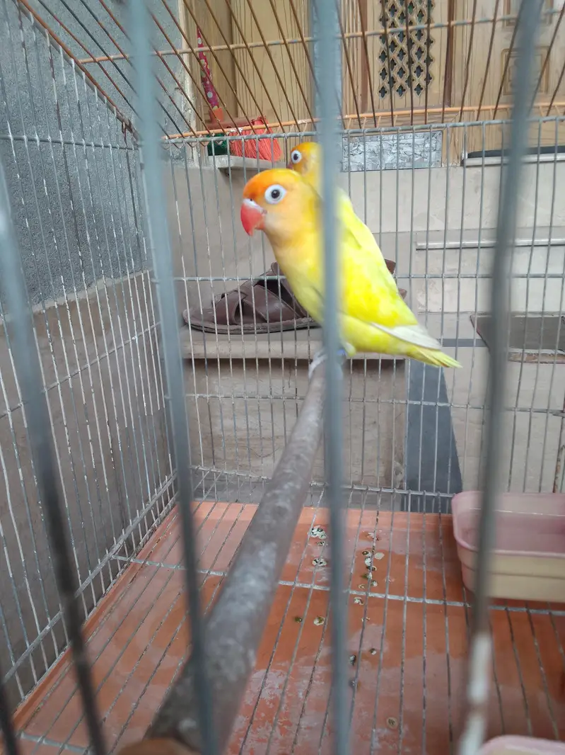 love birds lutino for sale active — photo 2