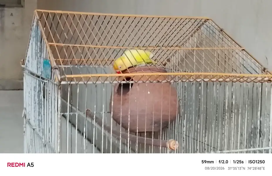 love birds lutino for sale active — photo 3