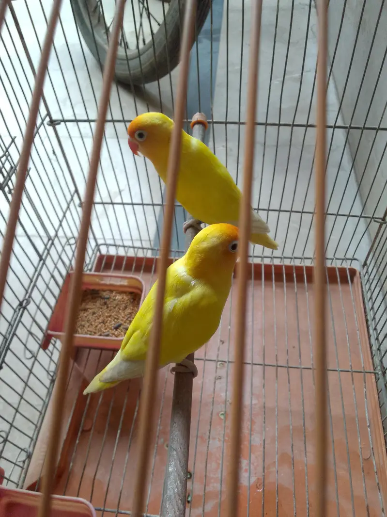 love birds lutino for sale active — photo 4