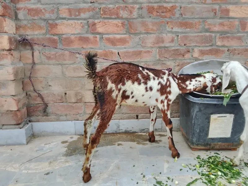 desi kids — photo 3
