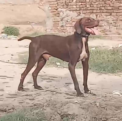 English pointer male