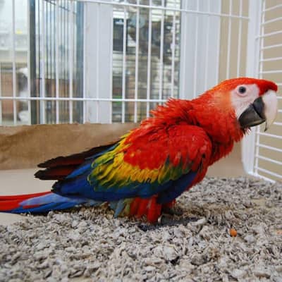 red and green Scarlet Macau parrot for sale 03292338351