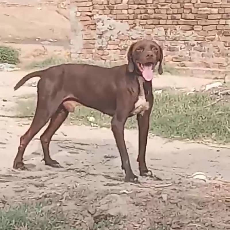 English pointer male 1