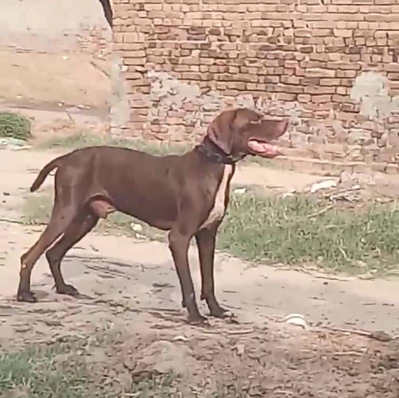 English pointer male 3