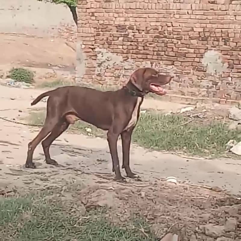 English pointer male 4