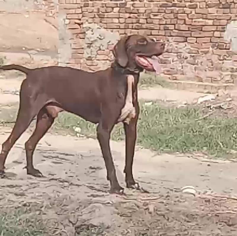English pointer male 5