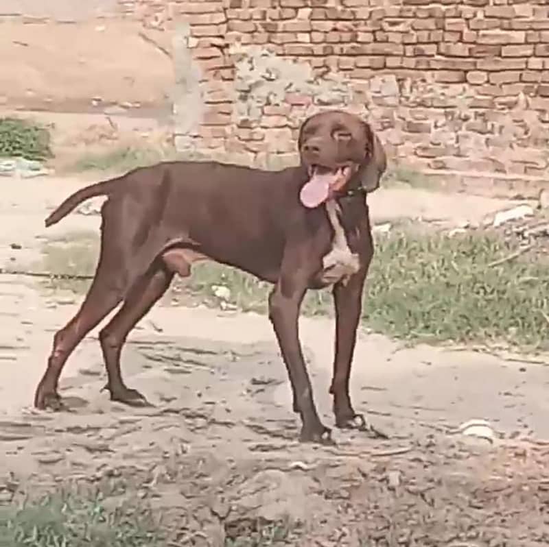 English pointer male 6