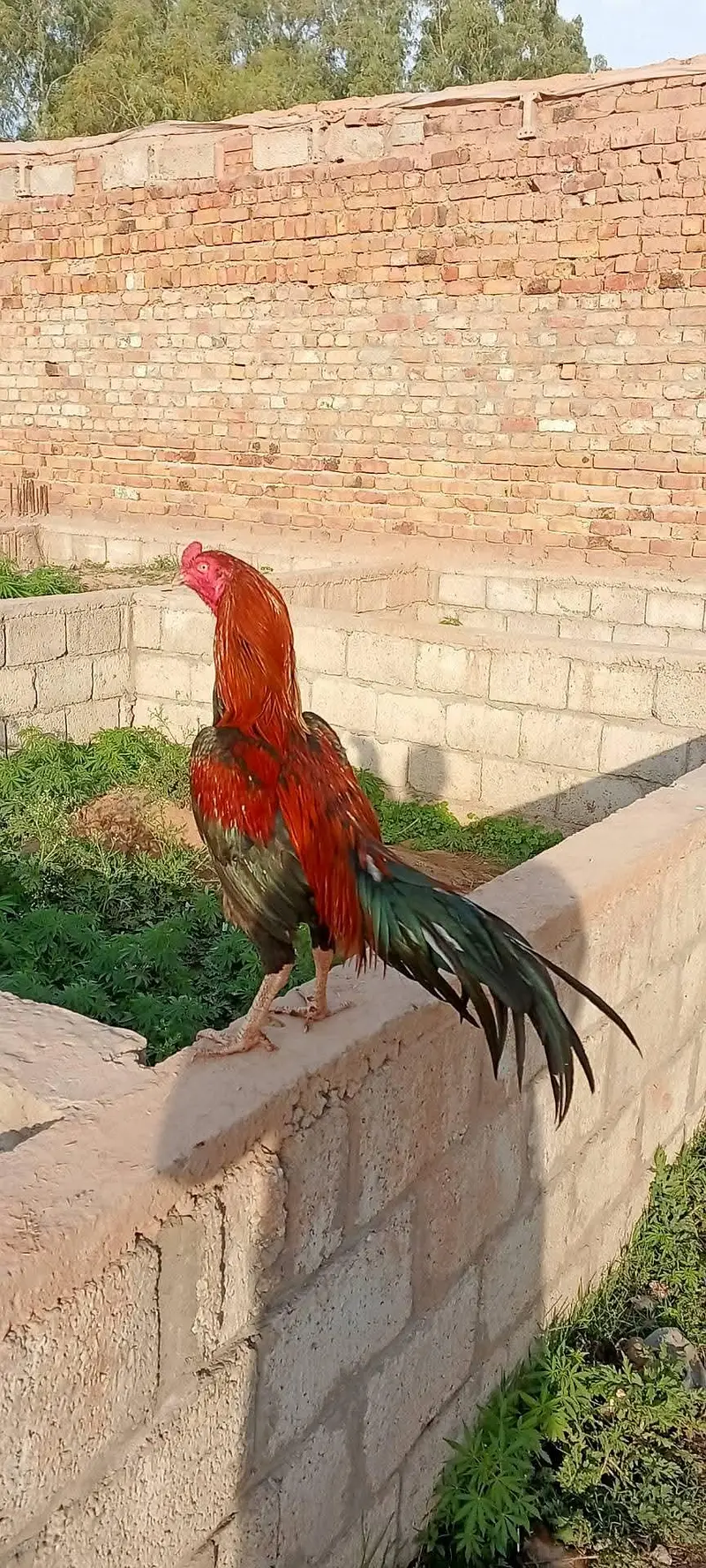 Pure Aseel Mianwali Long Height Long Tail — photo 2