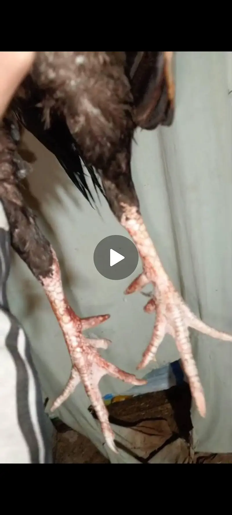 Pure Aseel Mianwali Long Height Long Tail — photo 3