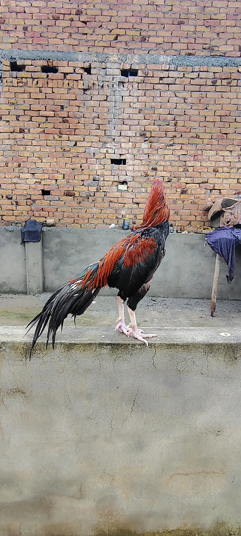Pure Aseel Mianwali Long Height Long Tail — photo 6