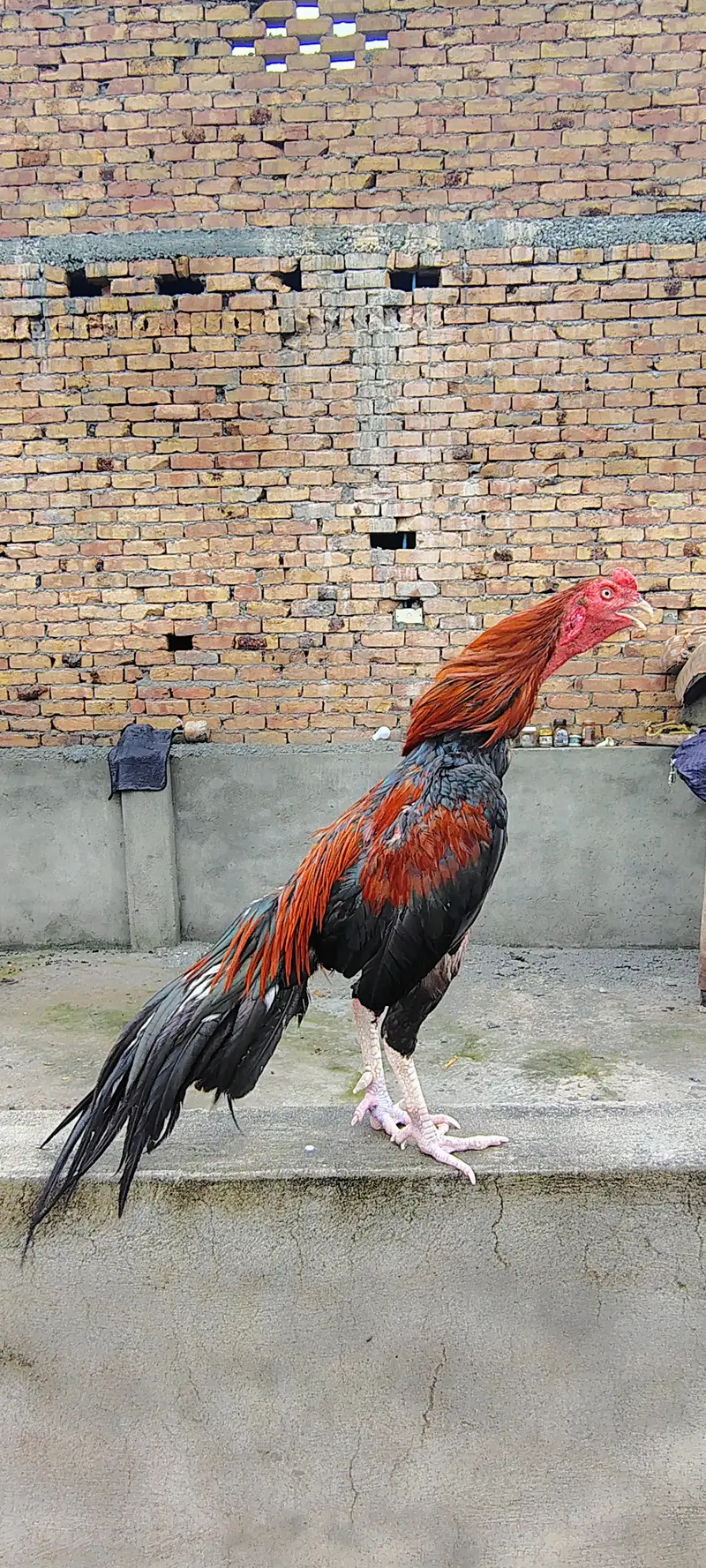 Pure Aseel Mianwali Long Height Long Tail — photo 7