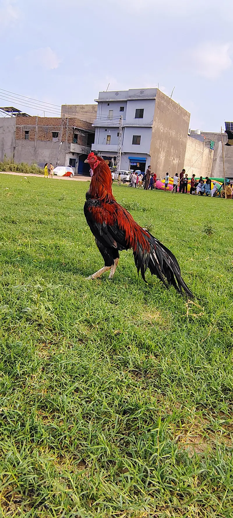 Pure Aseel Mianwali Long Height Long Tail — photo 8