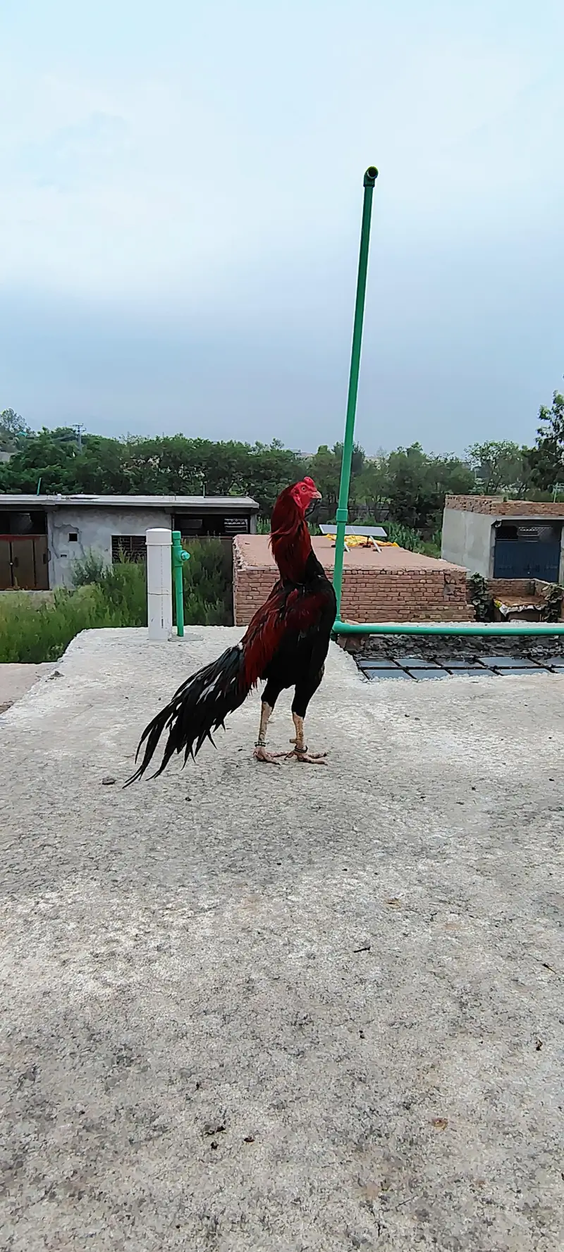Pure Aseel Mianwali Long Height Long Tail — photo 9