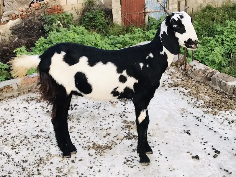 Goats