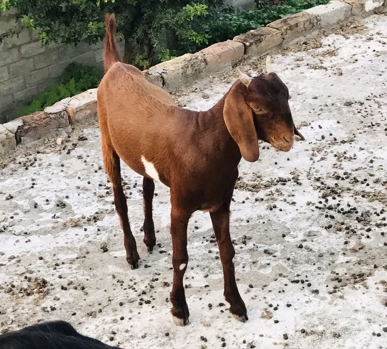 Goats — photo 2