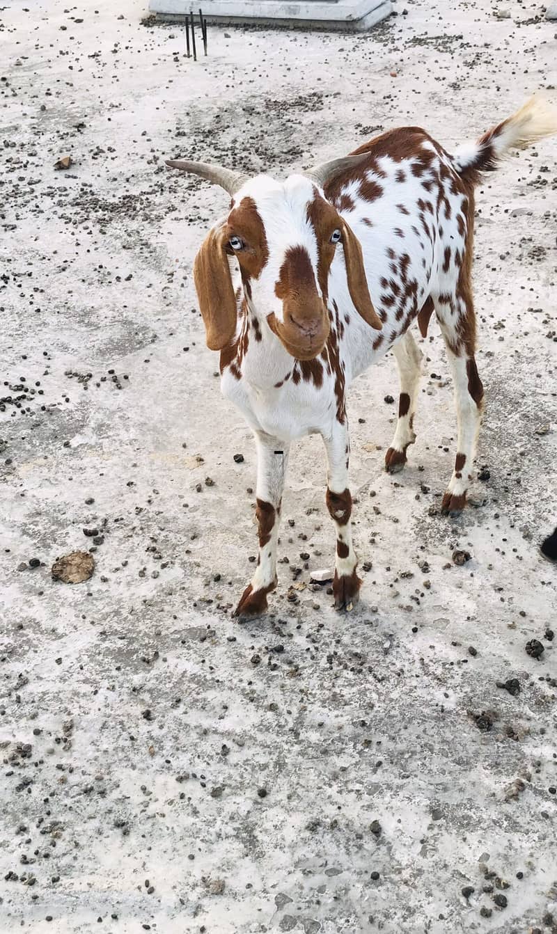 Goats 2
