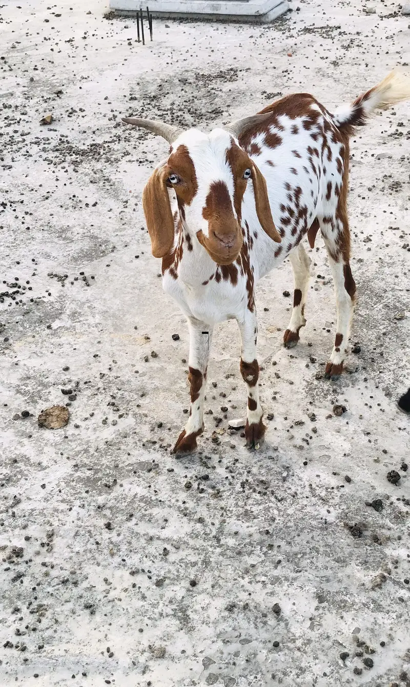Goats — photo 3