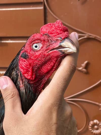 high quality murga for sale