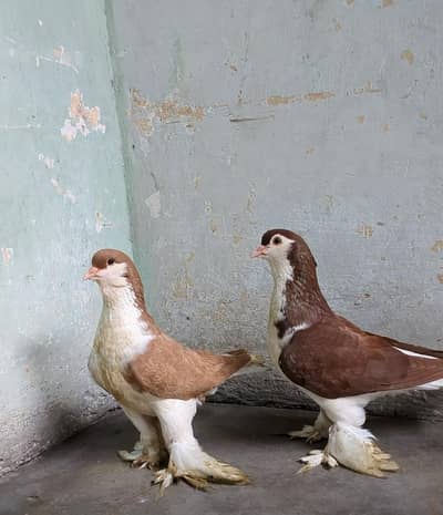 lahori shrzi breeder pair quality pair