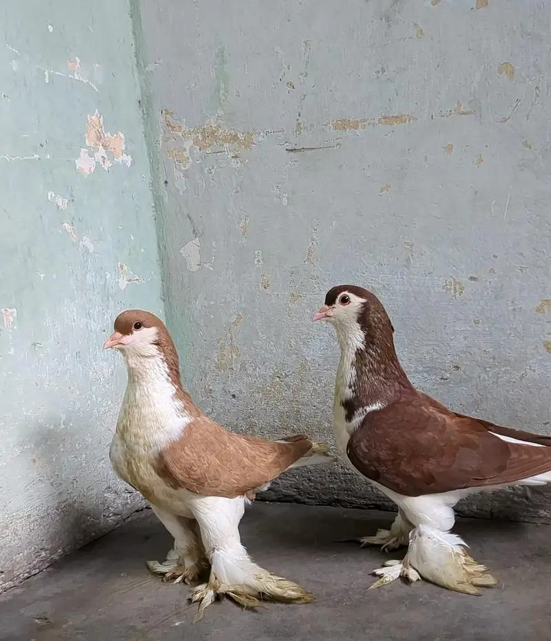 lahori shrzi breeder pair quality pair