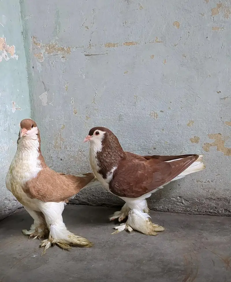 lahori shrzi breeder pair quality pair — photo 2