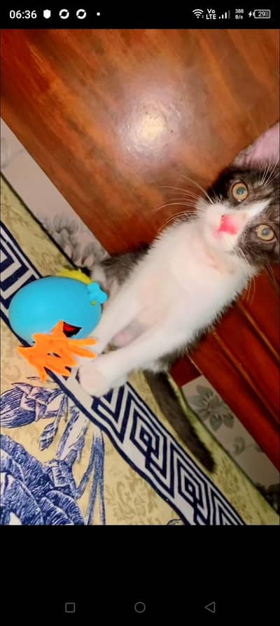 freecat