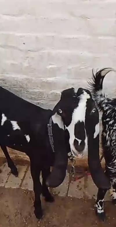 3 female available for sale what'sapp number 03265300290