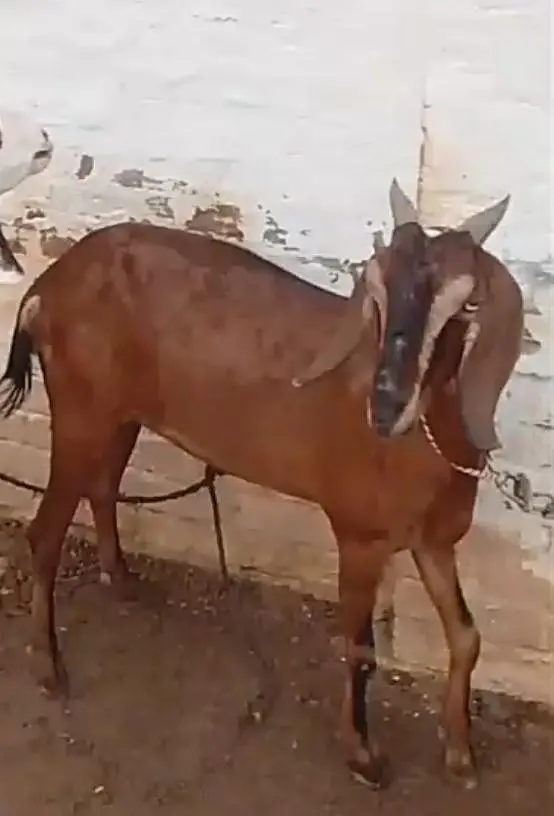 3 female available for sale what'sapp number 03265300290 — photo 2